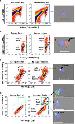 A novel in-vivo phagocytosis assay to gain cellular insights on sponge-microbe interactions